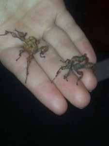 Our new pets